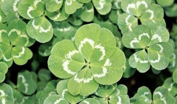 9/30ウィル本指名I様