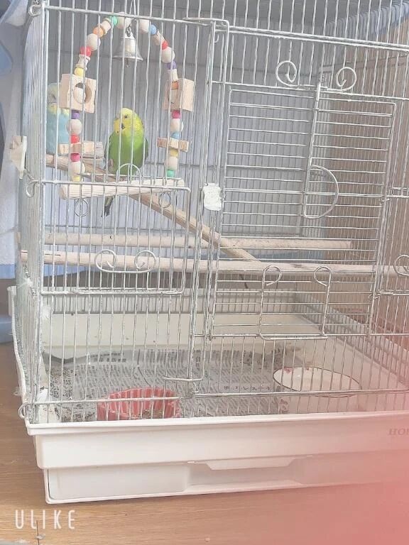 愛しのとりちゃん