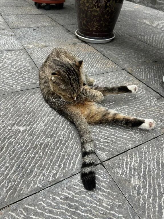 ありがとうにゃ