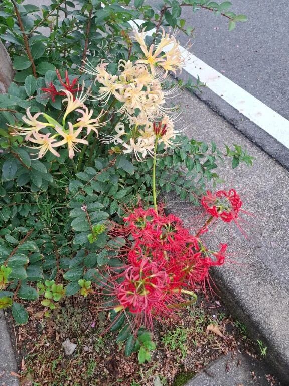 おはようございます(^ー^)