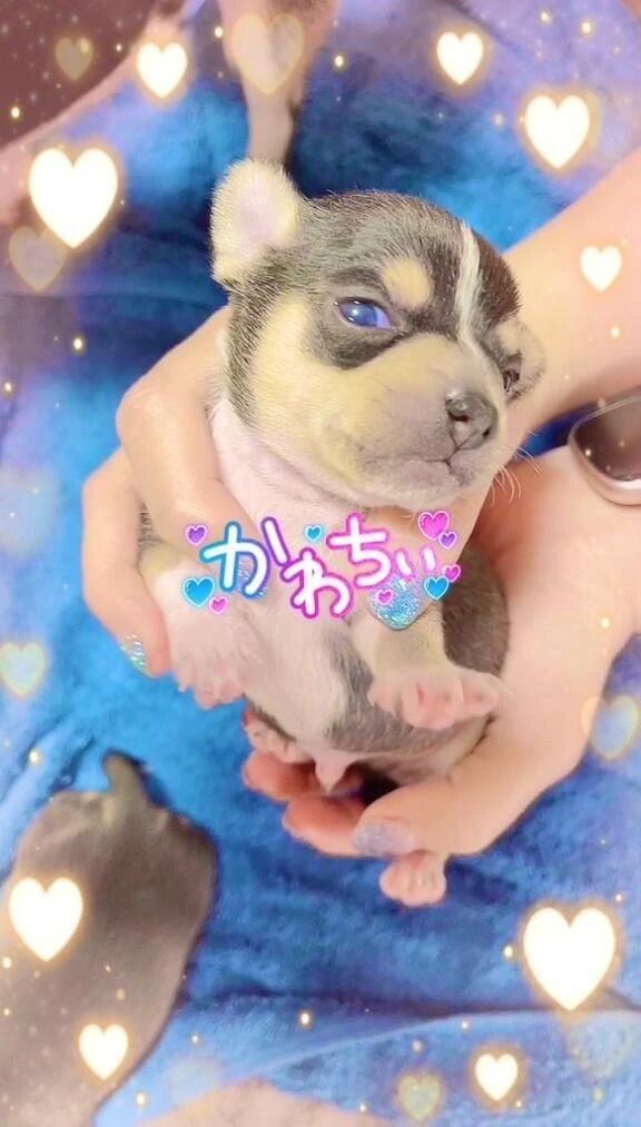 No.21&#129655;愛犬ちゃん&#129655;