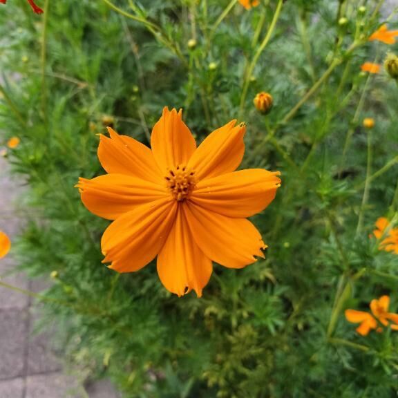 今日は・・
