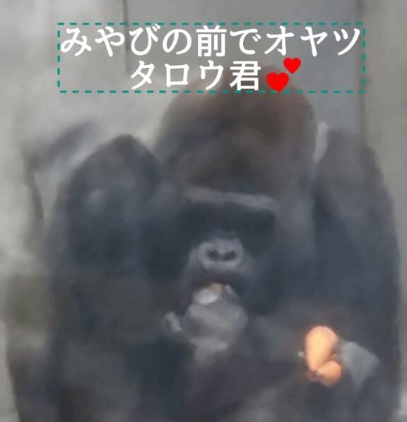 世界の動物