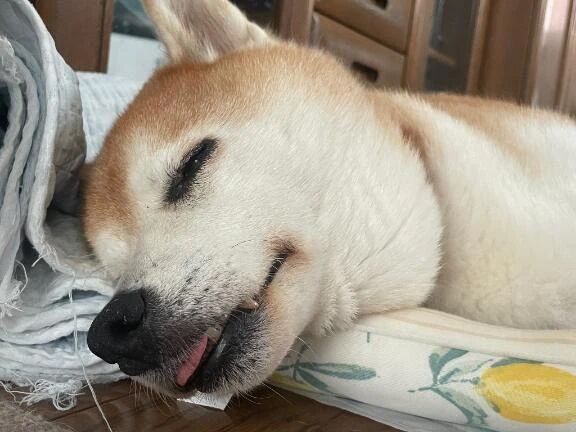 &#128049;実家満喫中&#9996;&#65039;