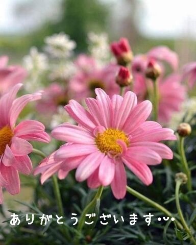 ありがとうございました