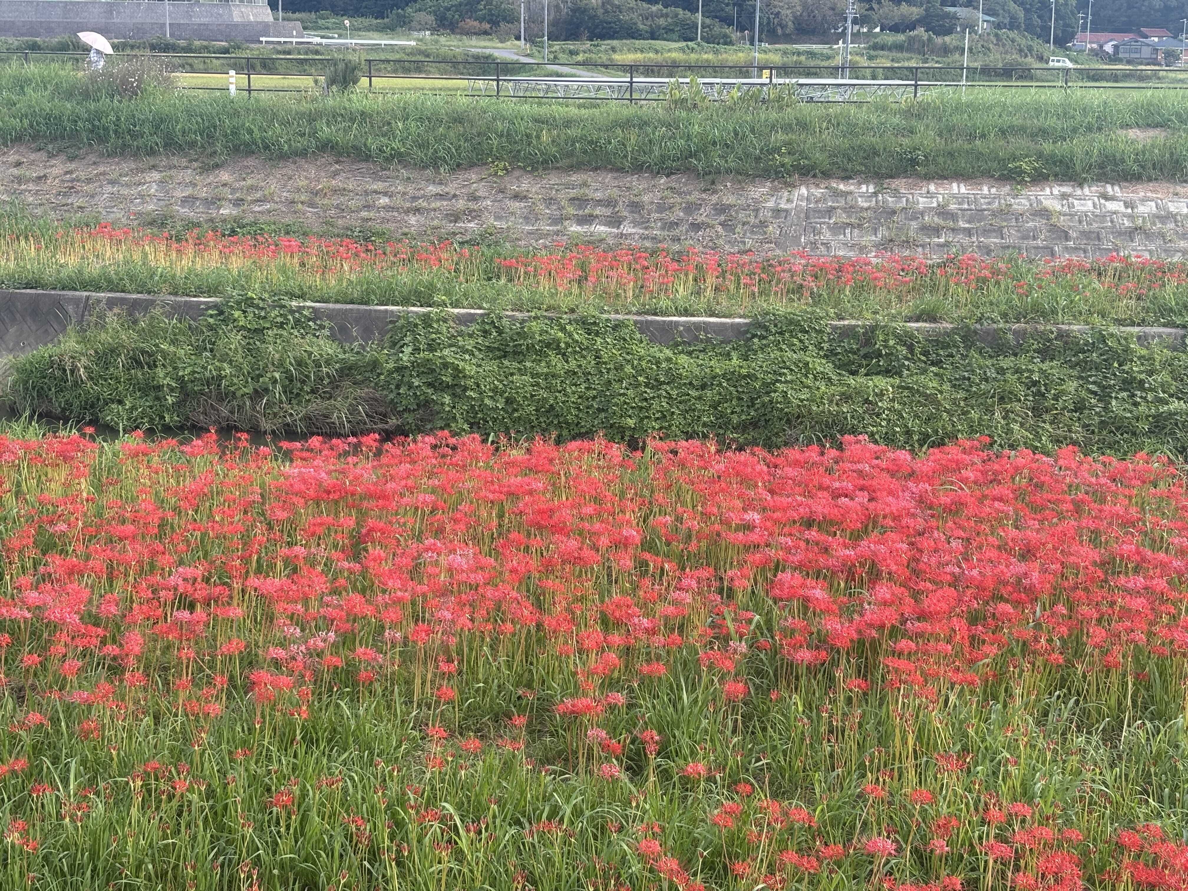 青い彼岸花を探して