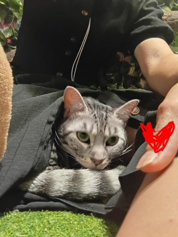 ベンガル