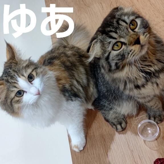 &#9825;にゃんこちゃん&#9825;