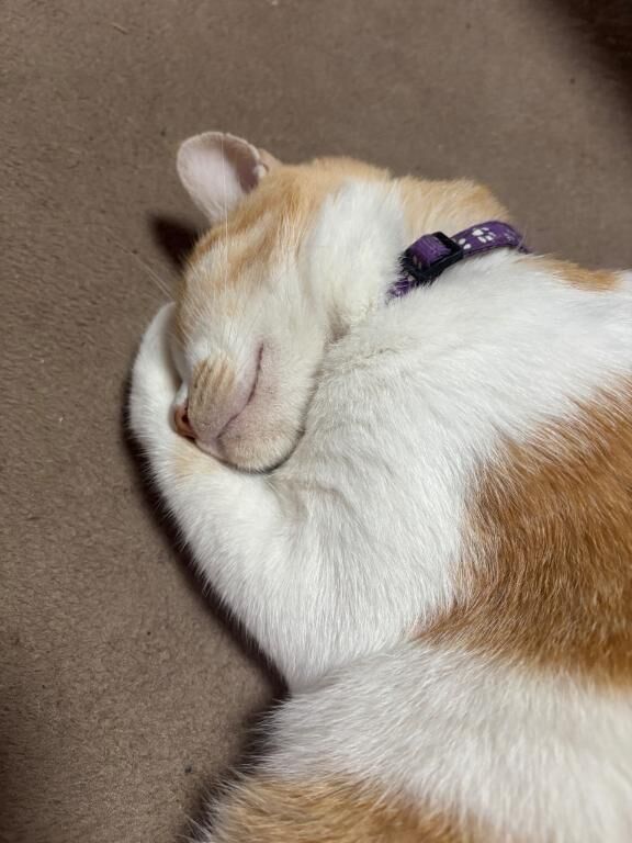 こんばんは