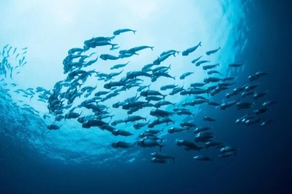 写真ならわかるかも