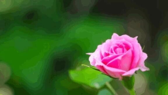 今日のはな&#128149;