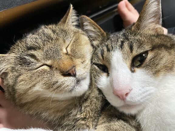 スッキリ(*&#2385;&#42163;&#2385;*)