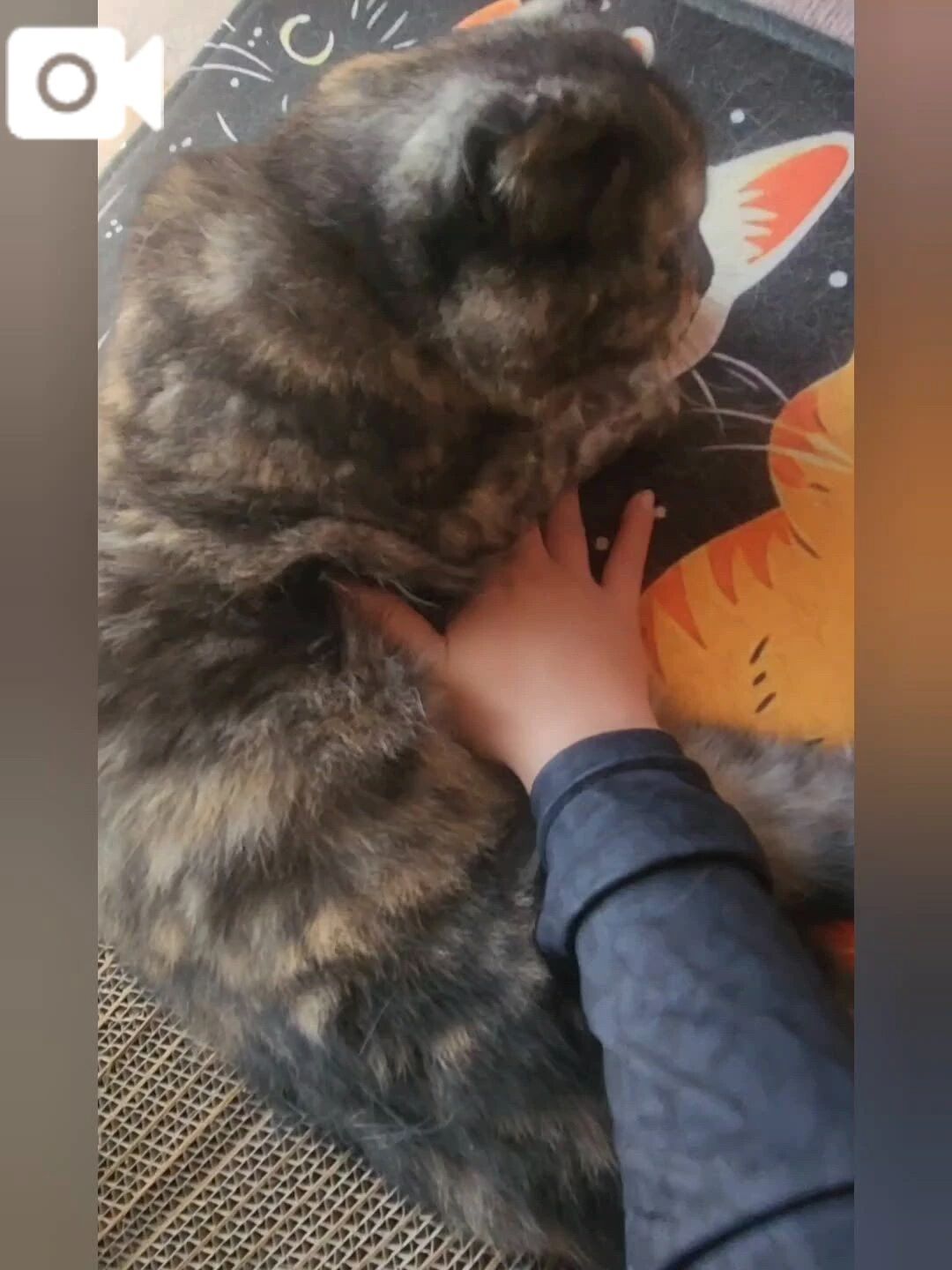 昼にゃんこ&#128008;&#65039;