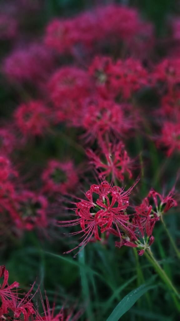 彼岸花&#9825;&#9825;*.ﾟ