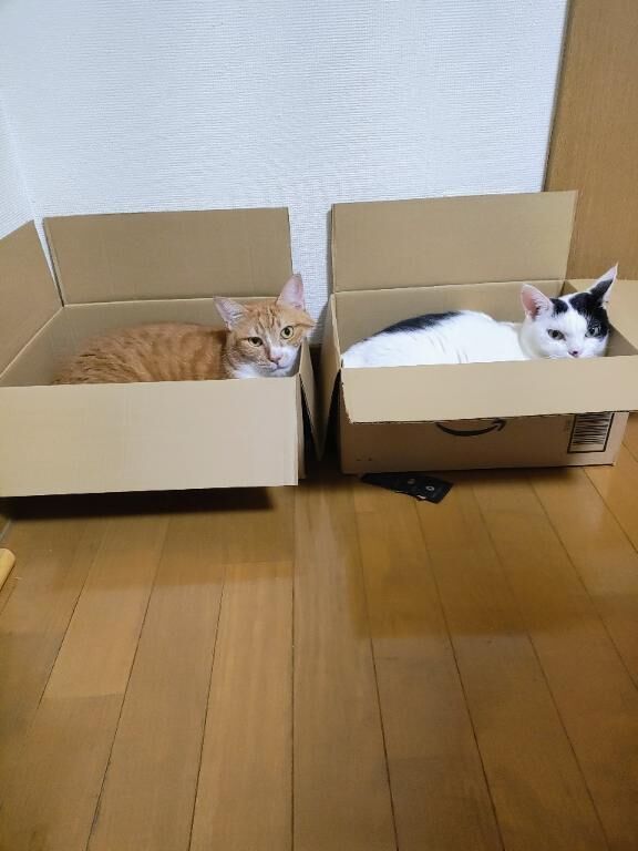猫とダンボール(=^・^=)