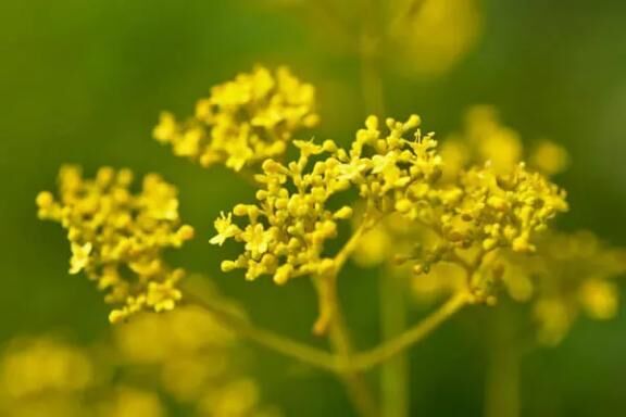 素敵な花言葉