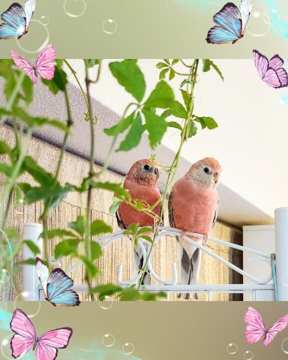 ♡♡のご飯♡