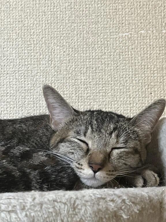 ゲージへ