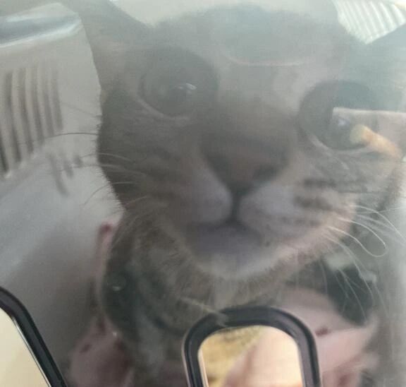 外嫌い