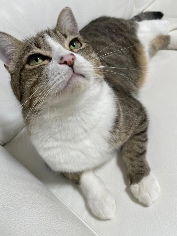 栗