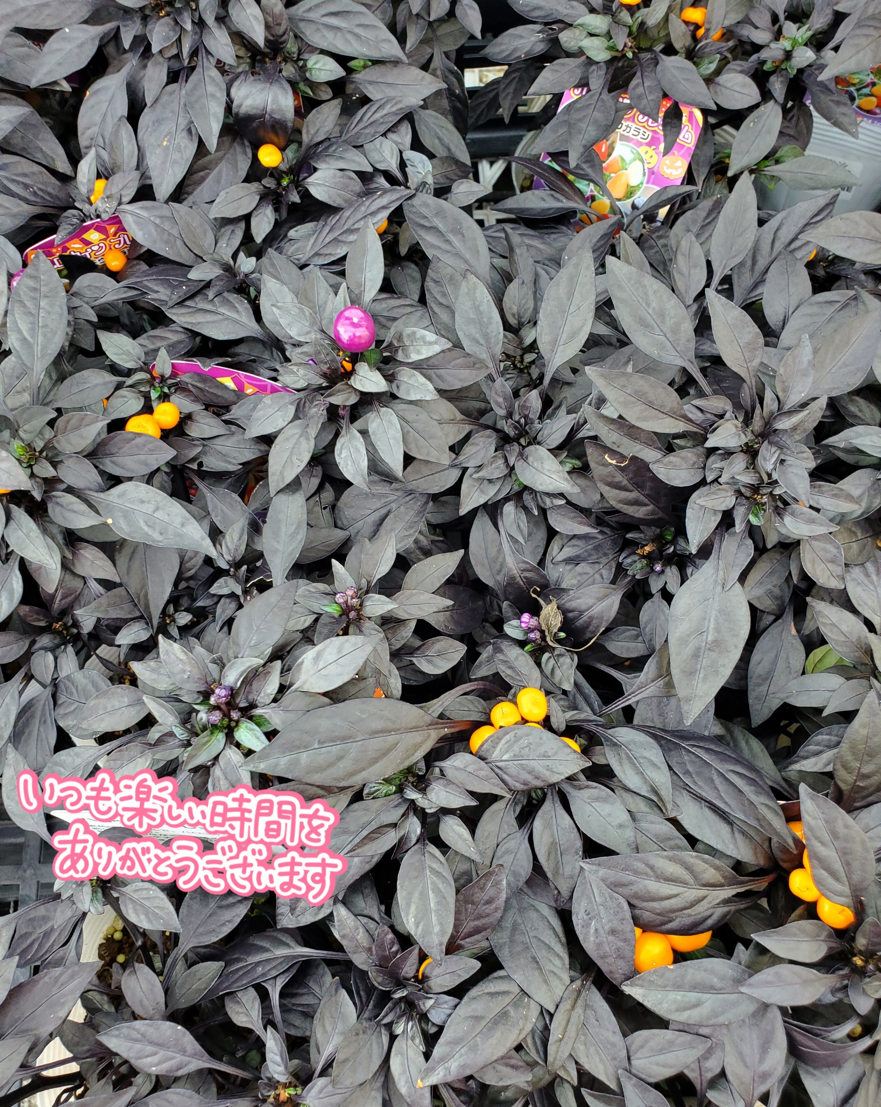 こんばんわ&#9825;