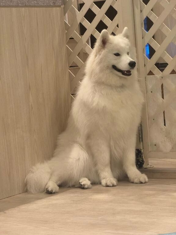 最近の趣味&#128054;