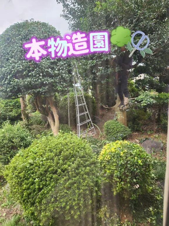 お庭&#127795;