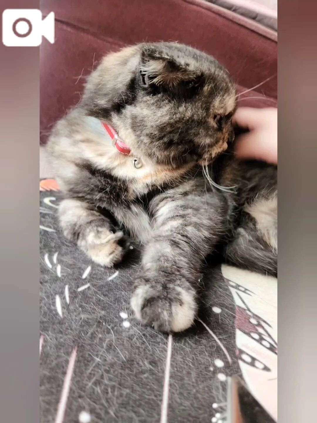 猫をめでる&#128008;&#65039;パート&#9312;