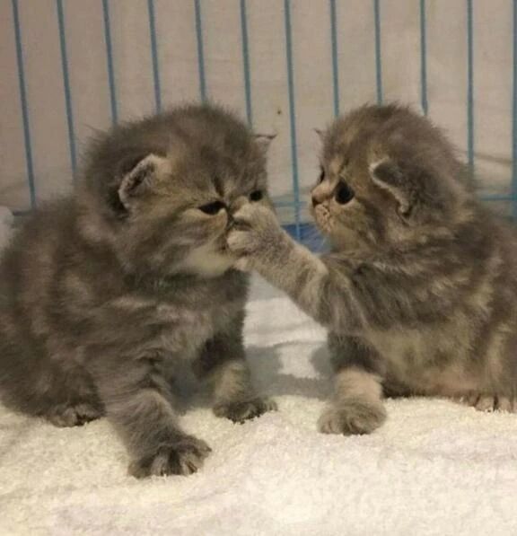 ありがとまる&#128156;