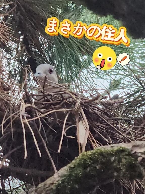 キジバトさん&#128330;&#65039;