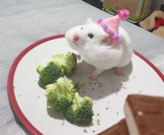 やきやき&#12575;( ･&#1257;･ )&#12559;ﾋﾟｨ