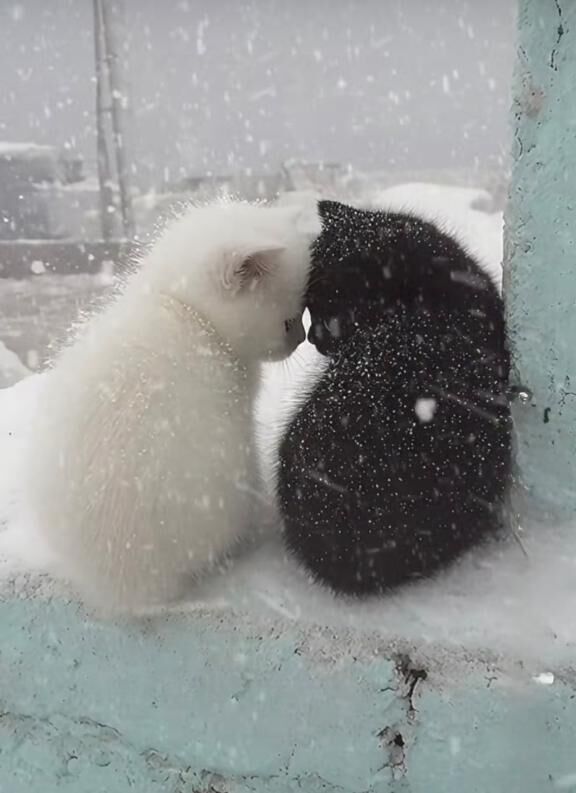 ゴト様(*´♡`*)LOVE。