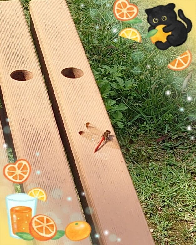 おはよう