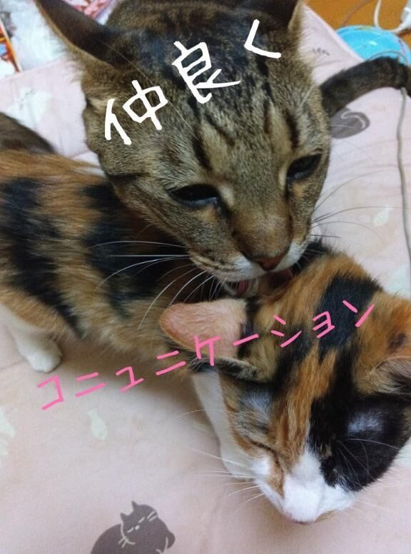 [お題]from:最近行ってないやさん