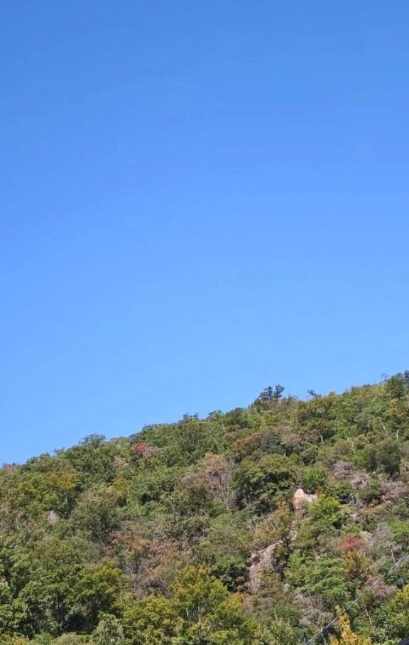 李こんにちは李