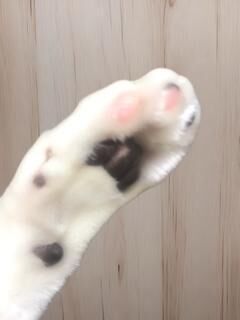 我が家の猫