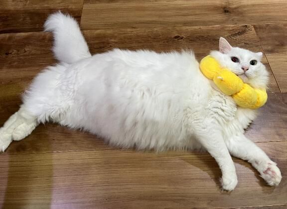 カラオケ行こ！