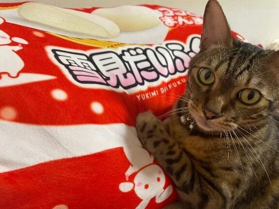 本日出勤します&#129392;