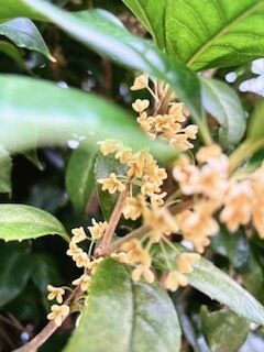 Day2  銀木犀