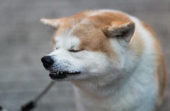 お題