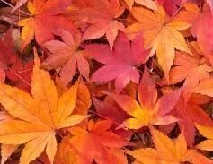 晩秋の候