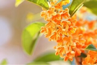 今後の予定です