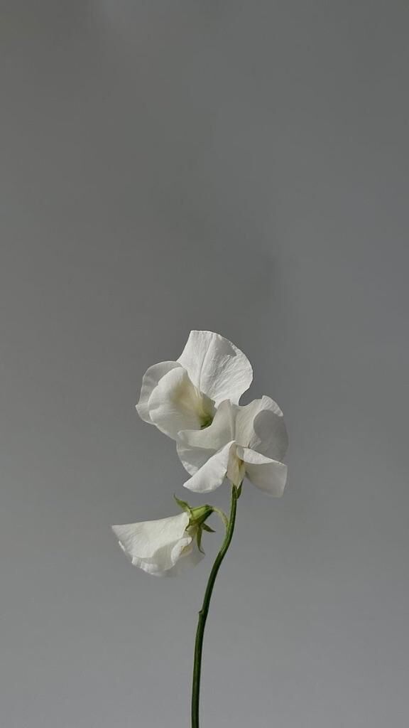 またサプライズ嬉しい(&#9825;&#9825;´&#9825;`&#9825;&#9825;)ﾌﾌ