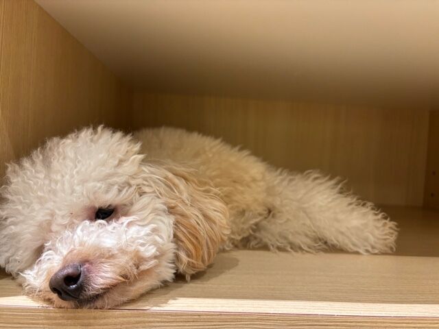 【おやすみごめん】