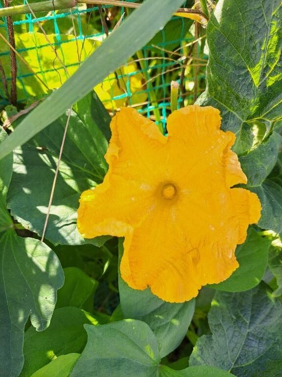 この花なに？