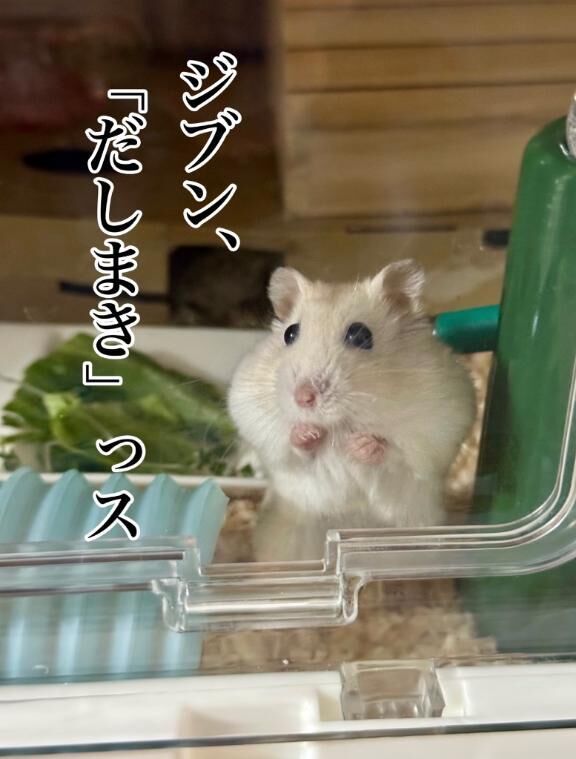 まいちゃまへ