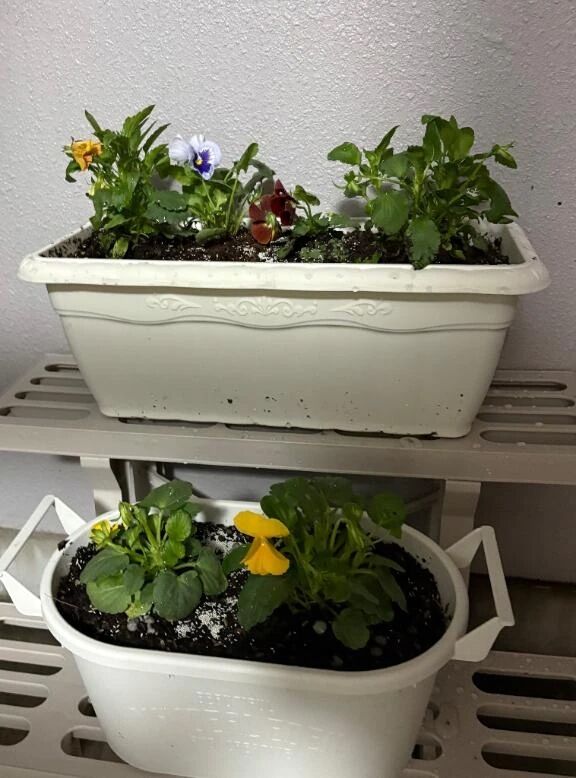 パンジー&#128144;