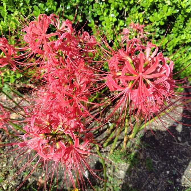 よろしくおねがいします