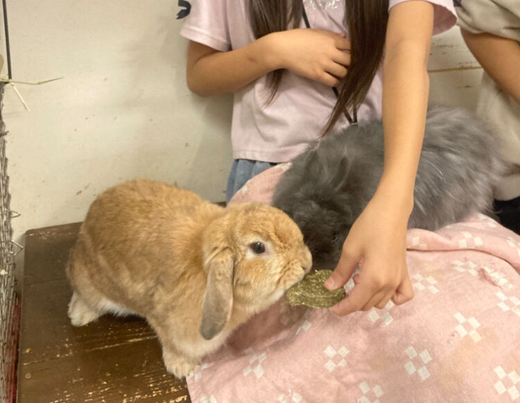 【うさぎカフェ】