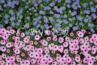 ありがとうございます